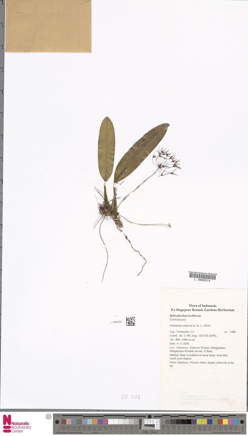 Bulbophyllum laxiflorum photo 6