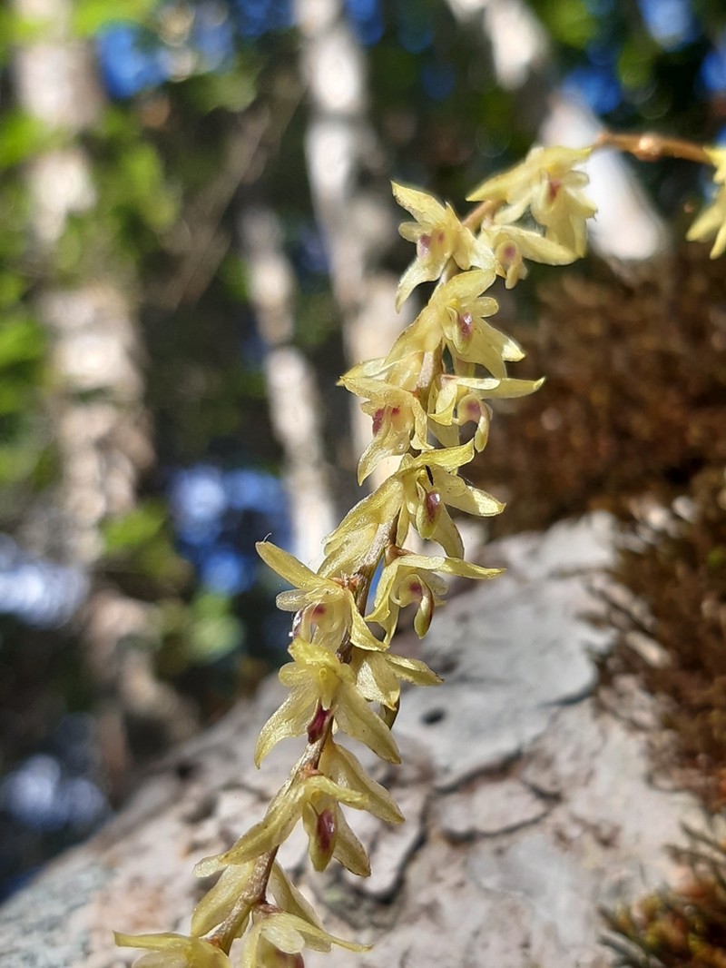Bulbophyllum leandrianum