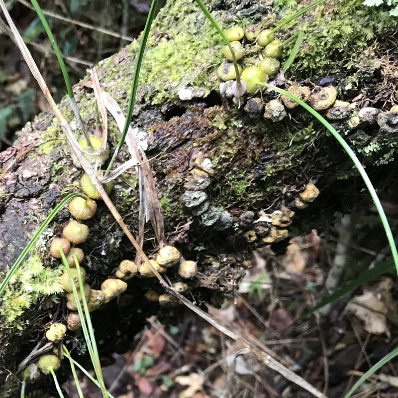 Bulbophyllum leandrianum photo 3