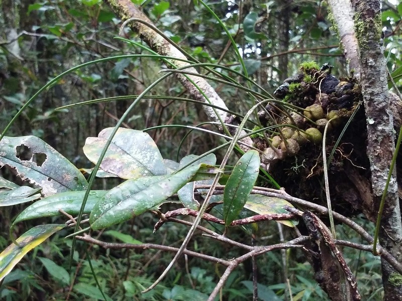 Bulbophyllum leandrianum photo 4