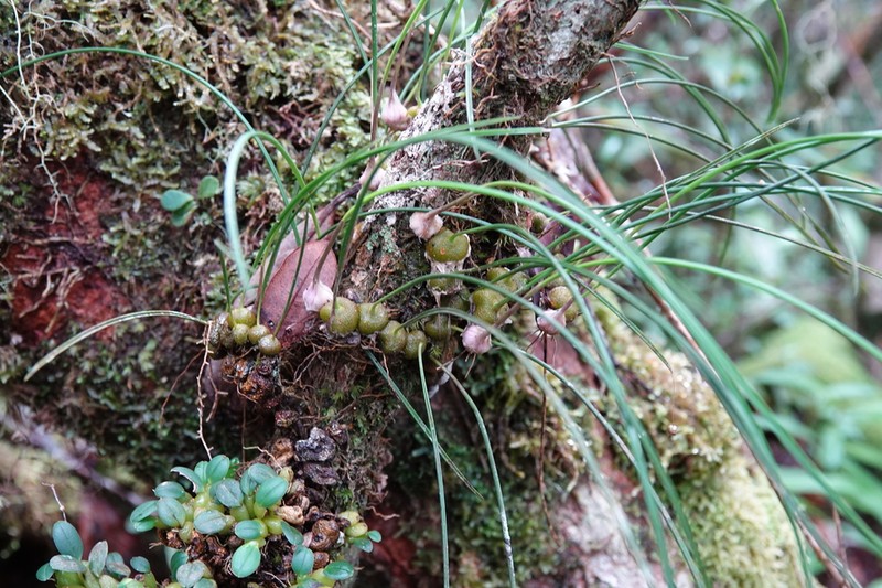Bulbophyllum leandrianum photo 5