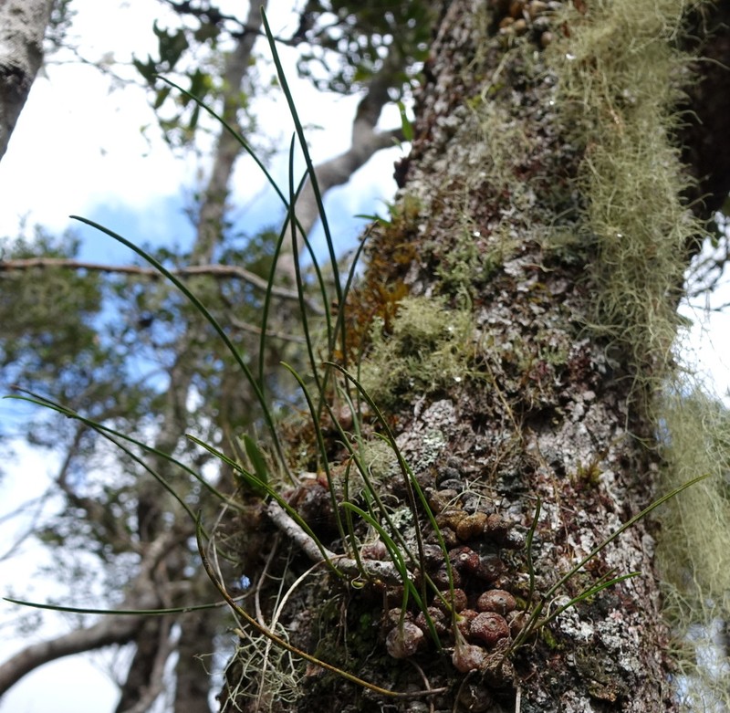 Bulbophyllum leandrianum photo 6