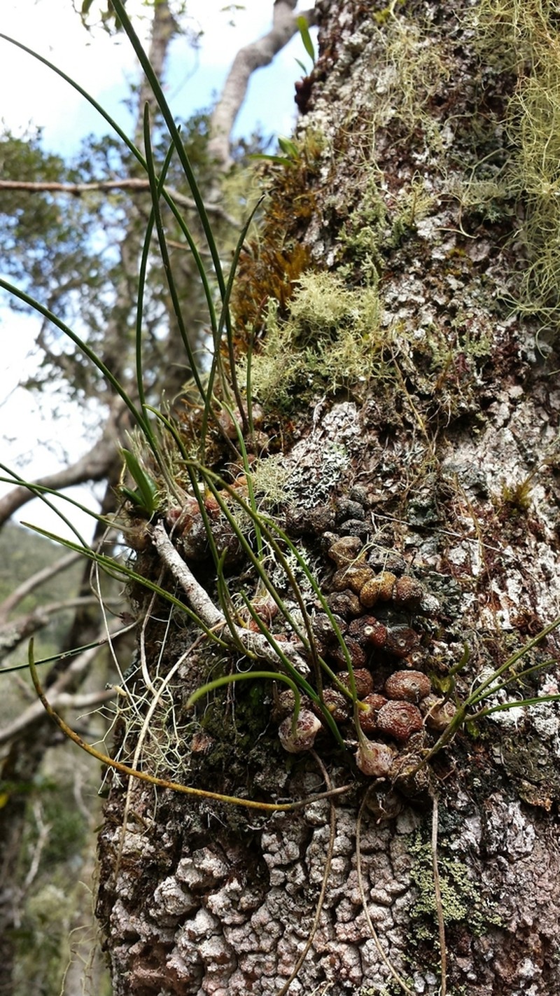 Bulbophyllum leandrianum photo 7