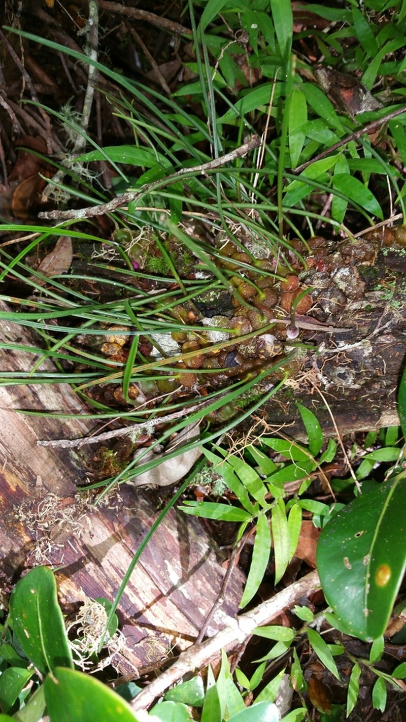 Bulbophyllum leandrianum photo 8