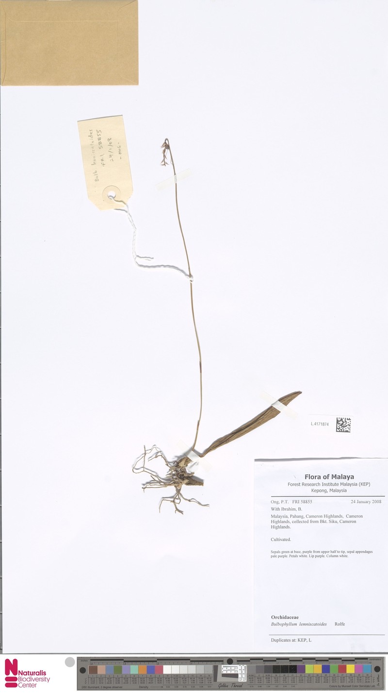 Bulbophyllum lemniscatoides