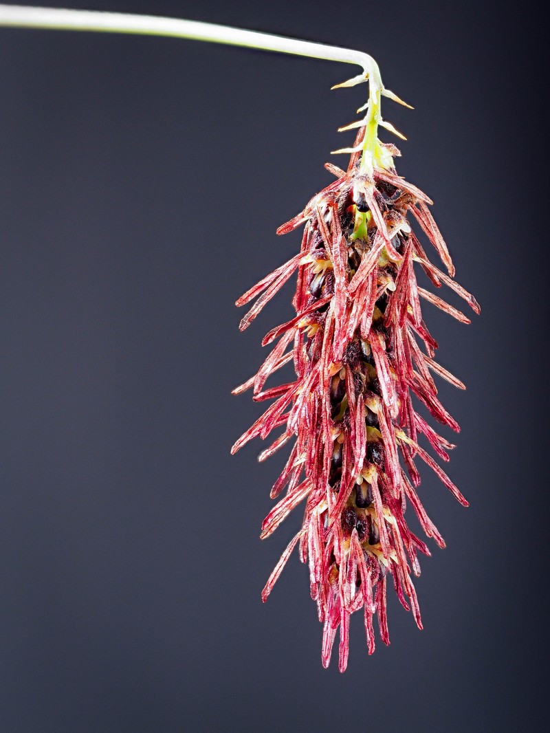 Bulbophyllum lemniscatum