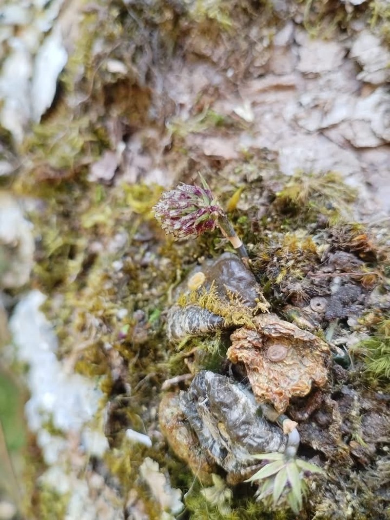 Bulbophyllum lemniscatum photo 3