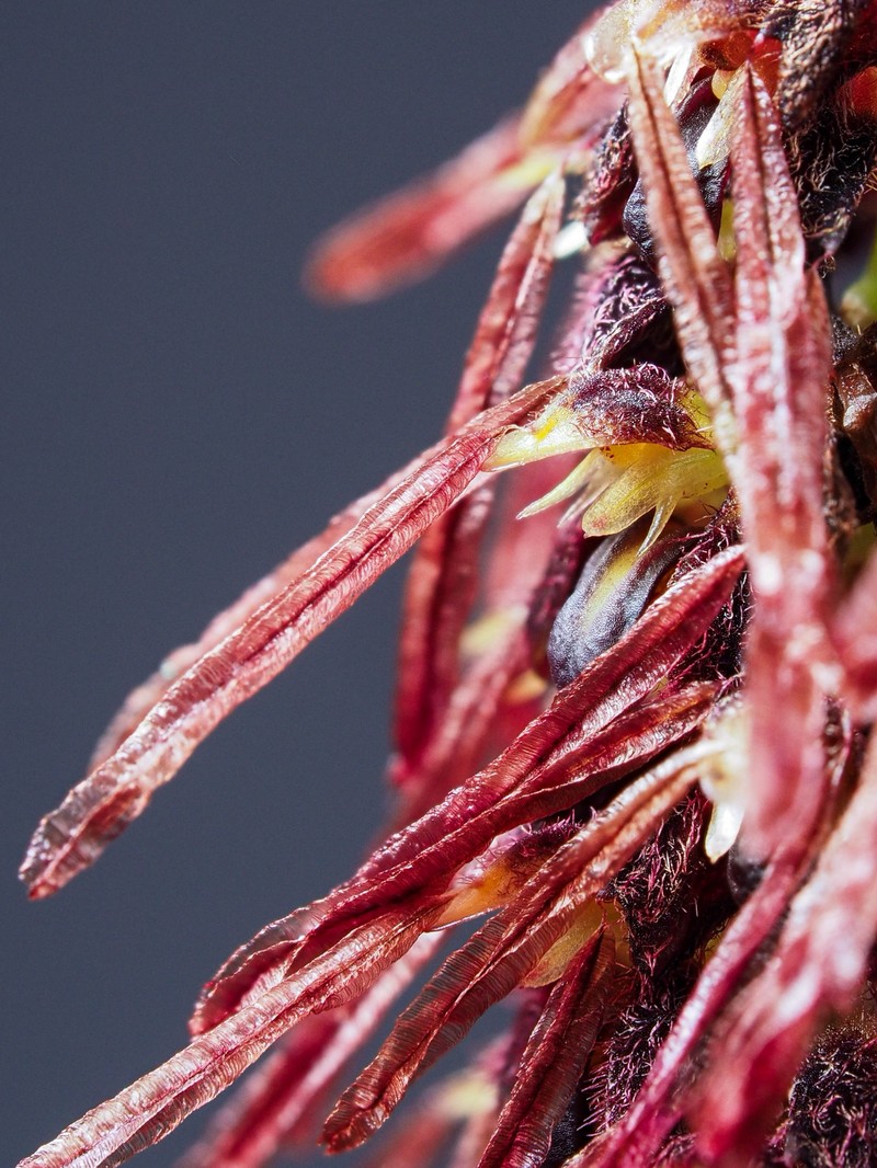 Bulbophyllum lemniscatum photo 4