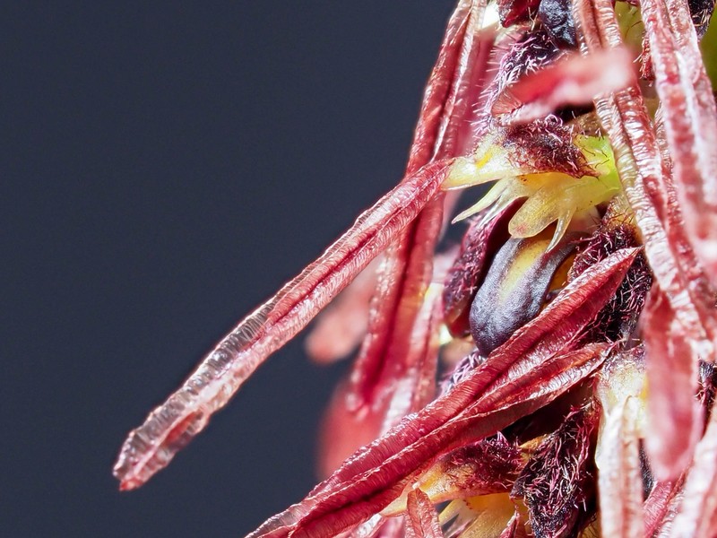 Bulbophyllum lemniscatum photo 5