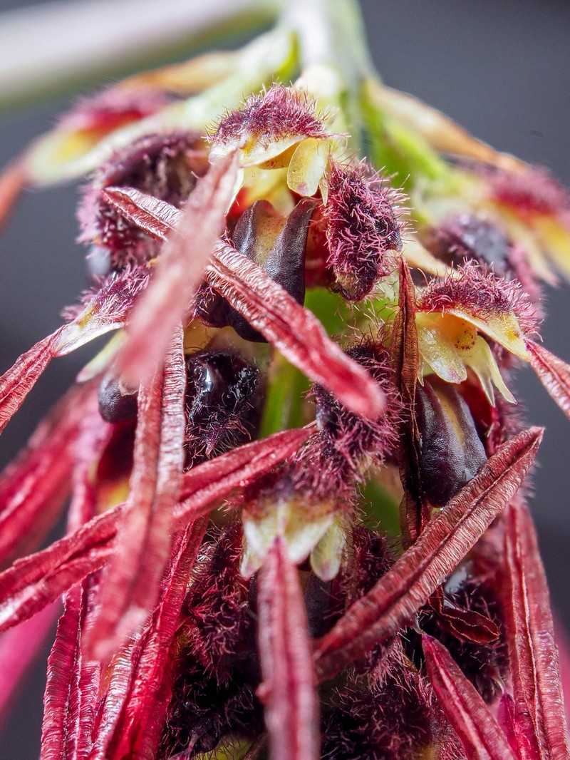 Bulbophyllum lemniscatum photo 6