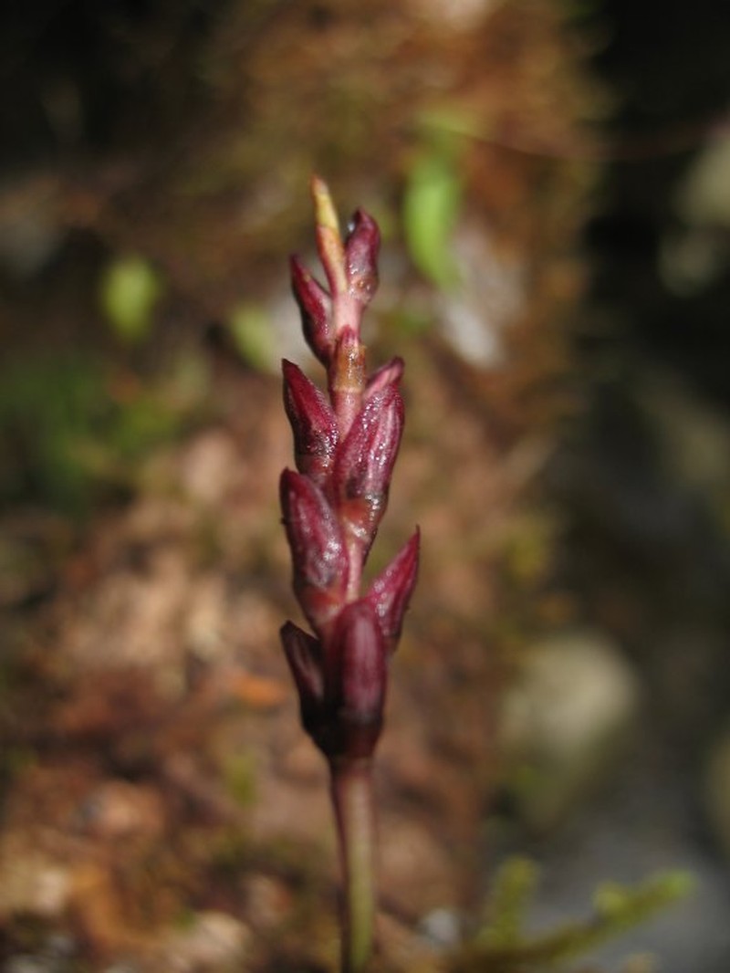 Bulbophyllum lemuraeoides