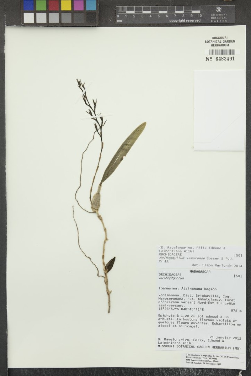 Bulbophyllum lemurense