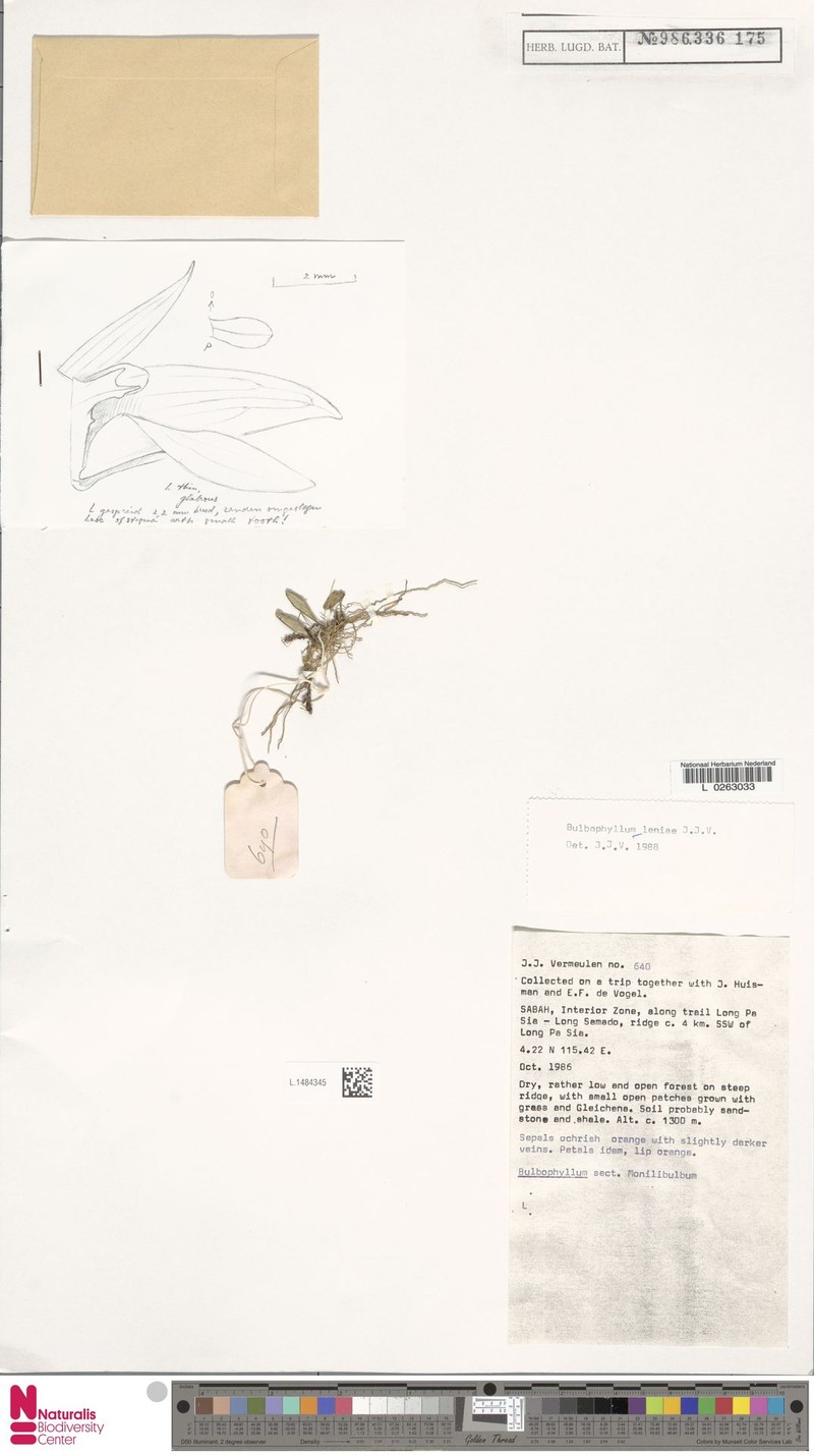 Bulbophyllum leniae