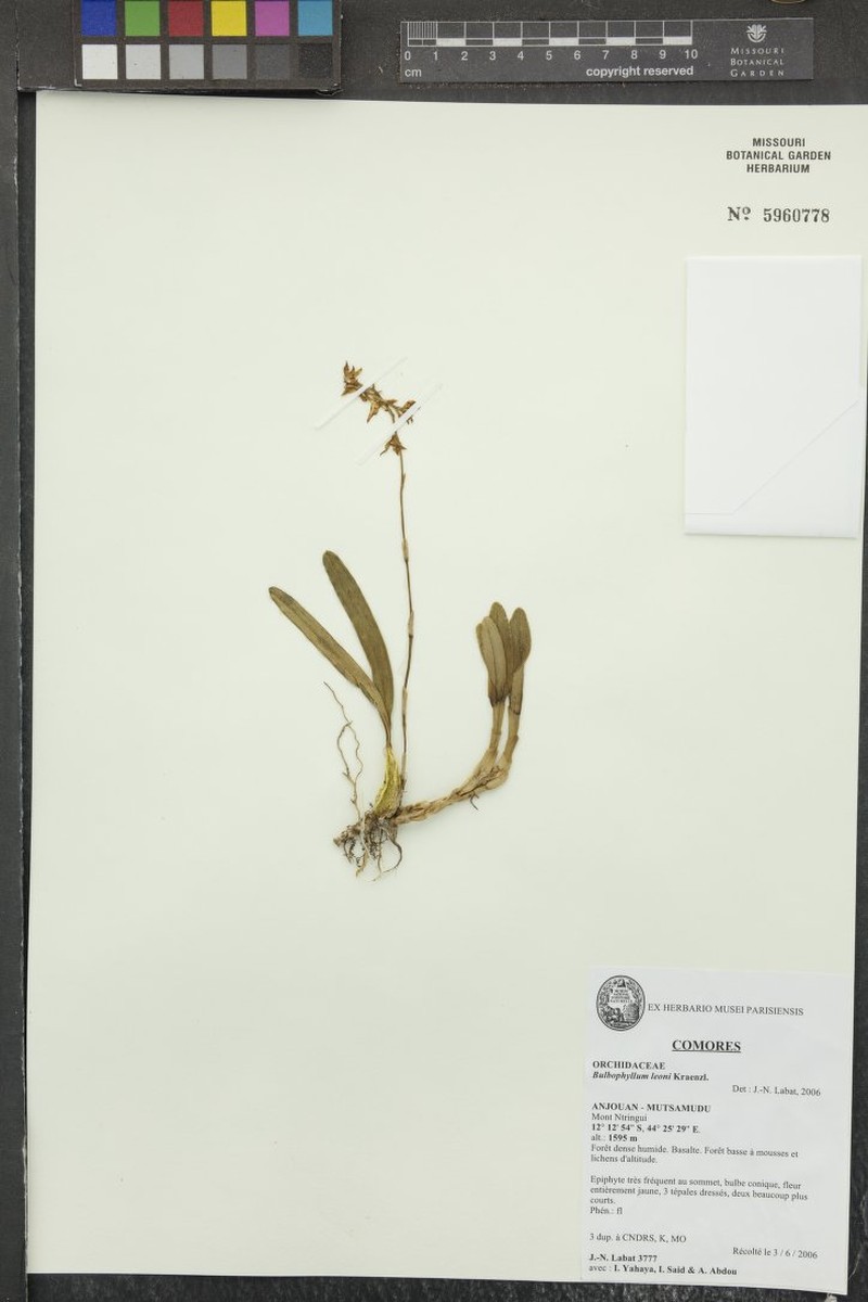Bulbophyllum leonii