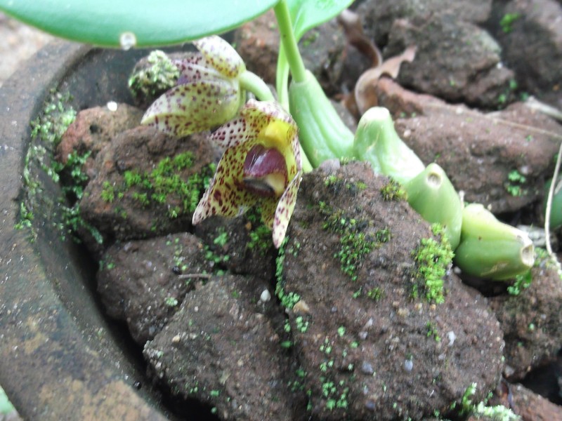 Bulbophyllum leopardinum