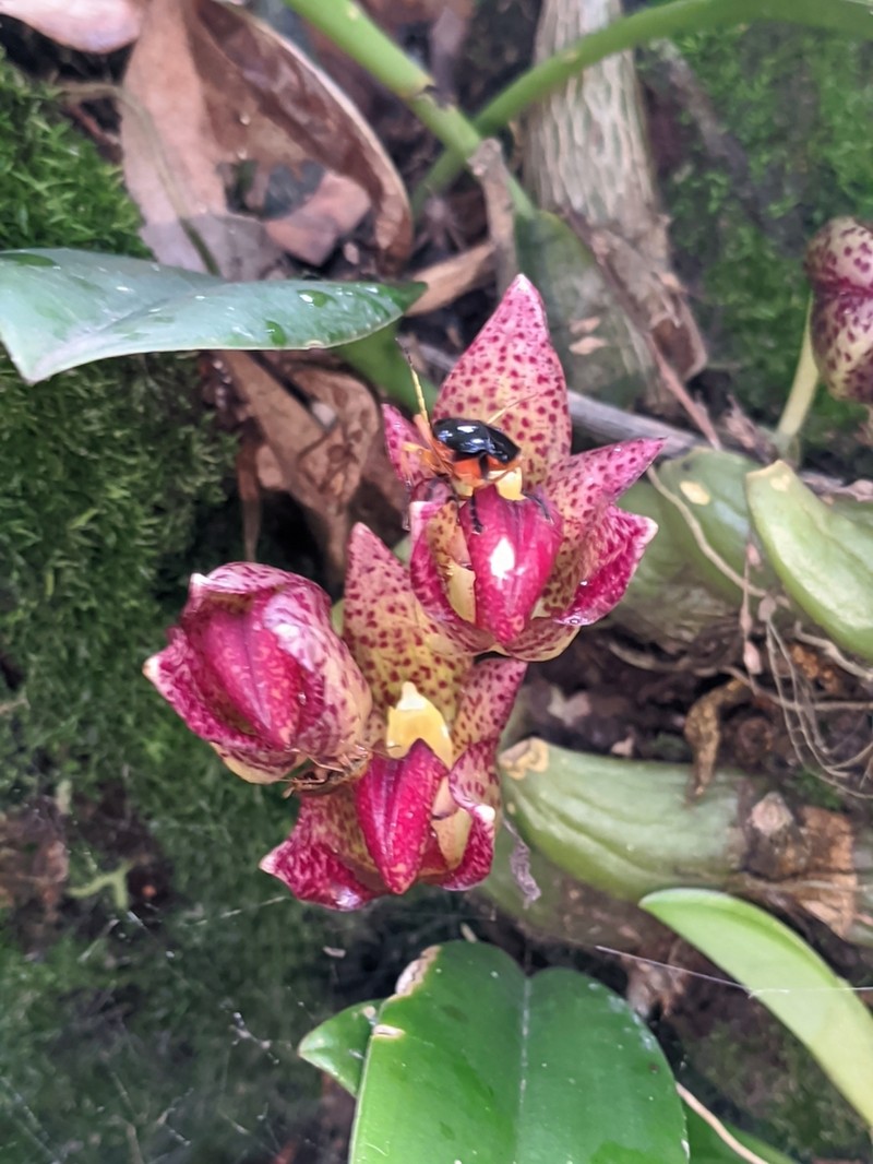 Bulbophyllum leopardinum photo 2