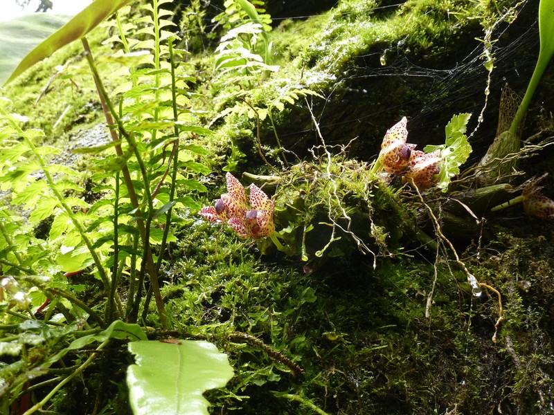 Bulbophyllum leopardinum photo 3