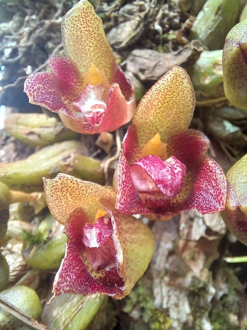 Bulbophyllum leopardinum photo 4
