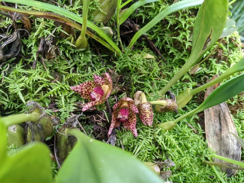 Bulbophyllum leopardinum photo 5