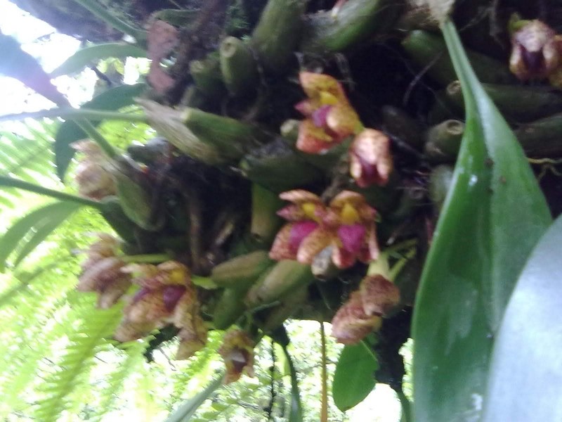 Bulbophyllum leopardinum photo 7