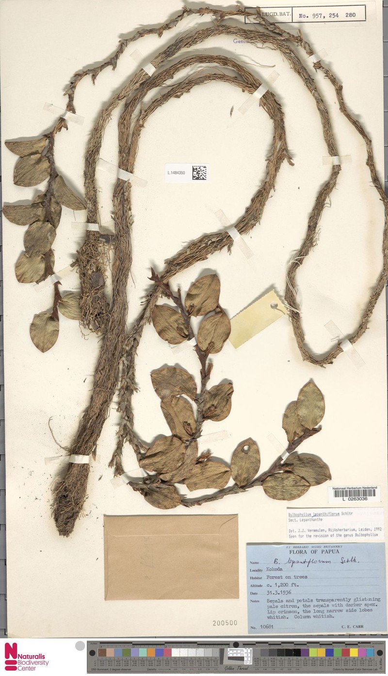 Bulbophyllum lepanthiflorum