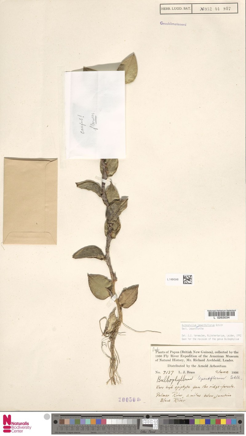 Bulbophyllum lepanthiflorum photo 2