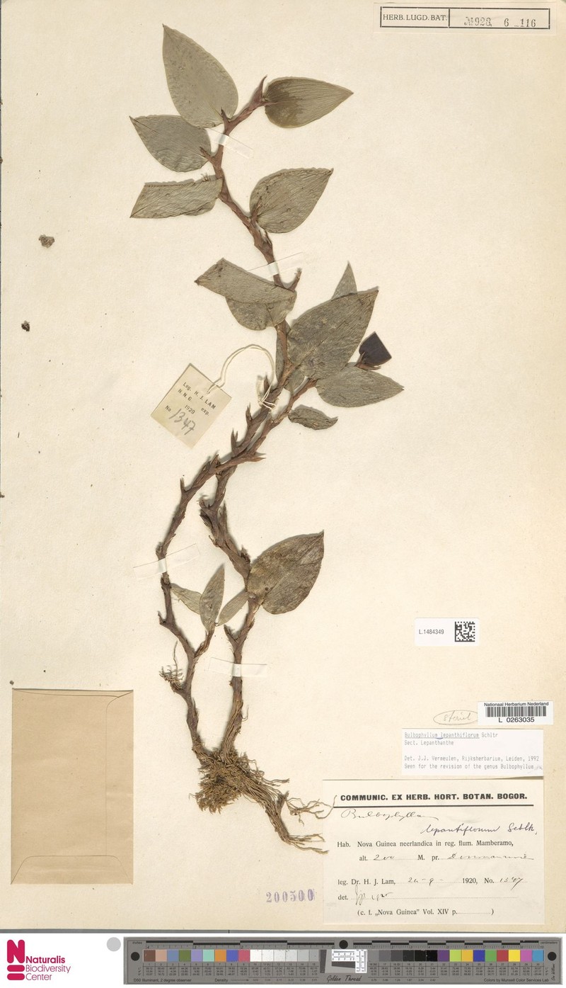 Bulbophyllum lepanthiflorum photo 3