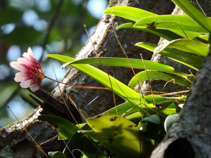 Bulbophyllum lepidum photo 2