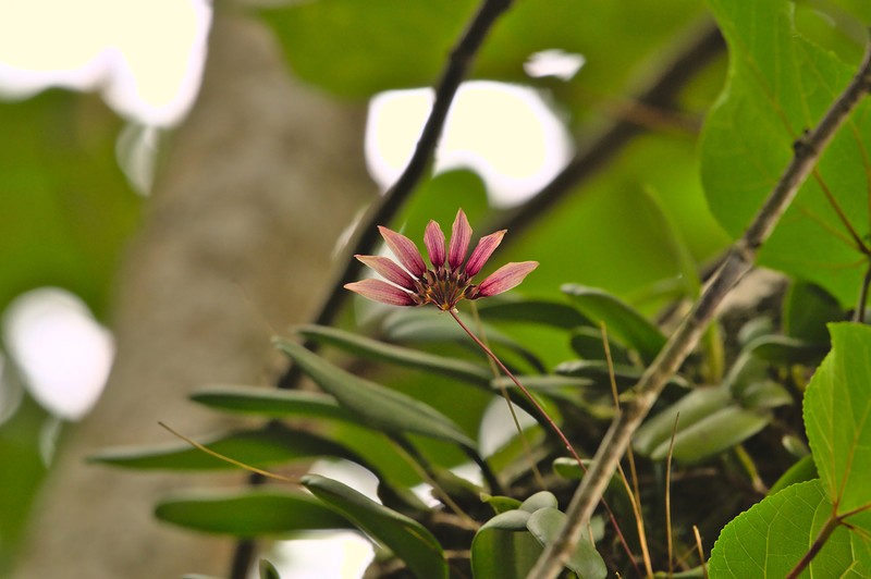 Bulbophyllum lepidum photo 3