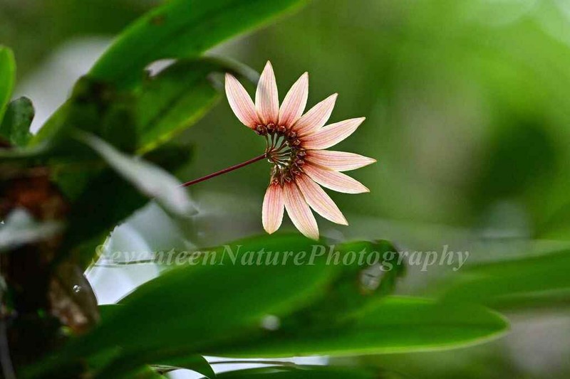 Bulbophyllum lepidum photo 4