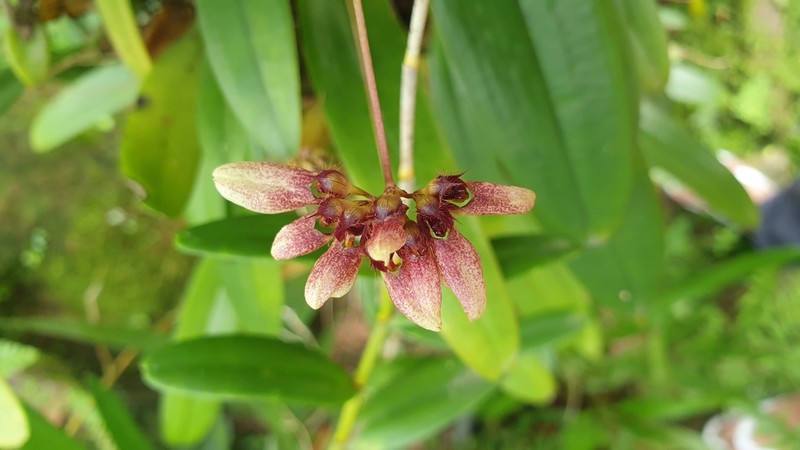Bulbophyllum lepidum photo 5