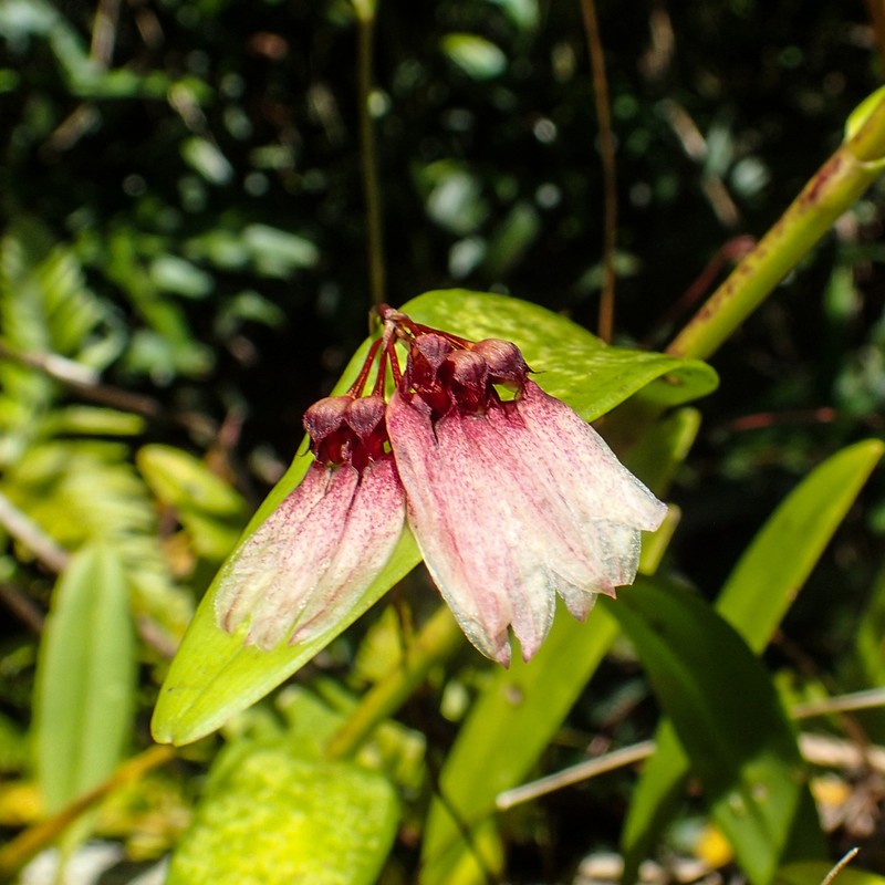 Bulbophyllum lepidum photo 6