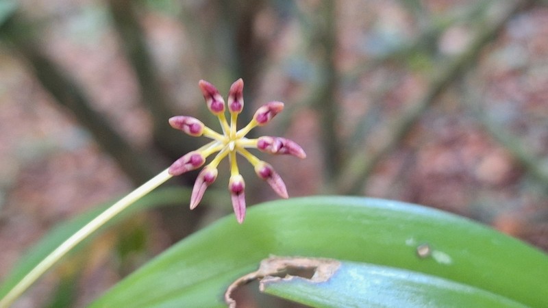 Bulbophyllum lepidum photo 7