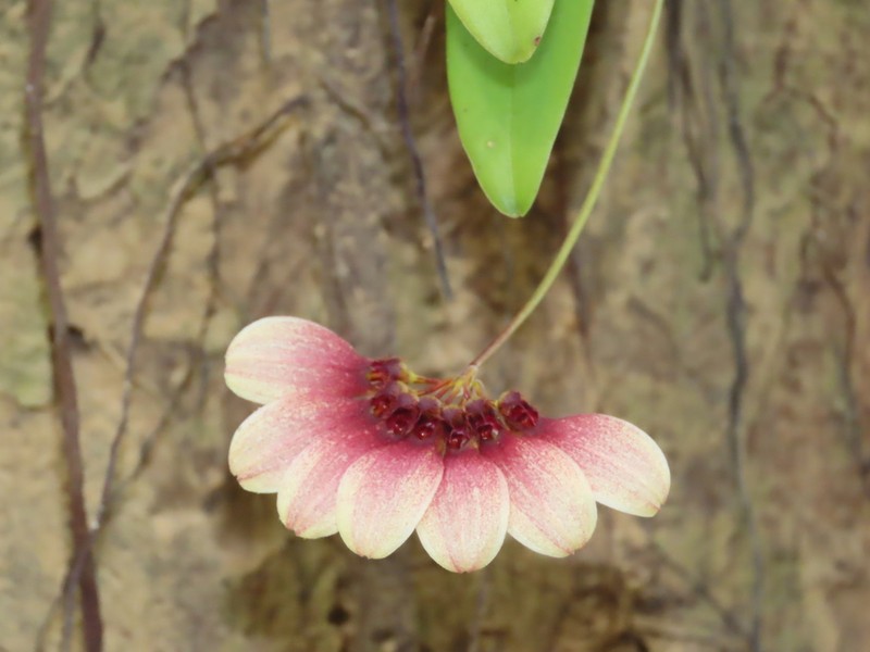 Bulbophyllum lepidum photo 8
