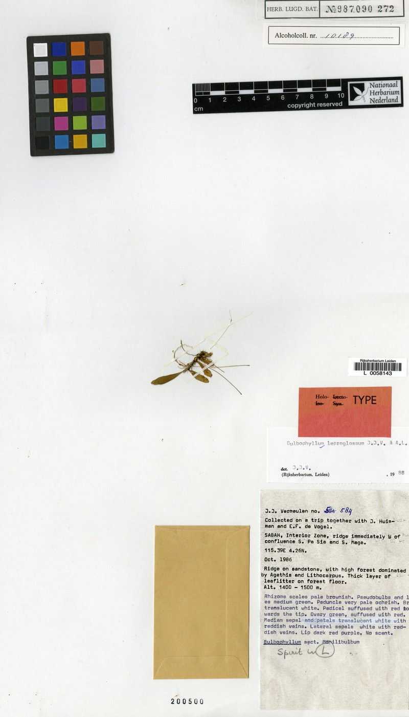 Bulbophyllum leproglossum