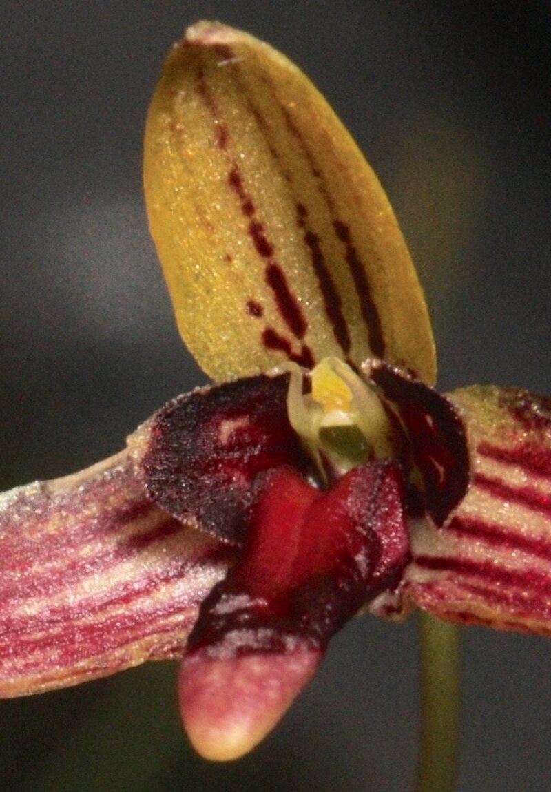 Bulbophyllum leptocaulon photo 2