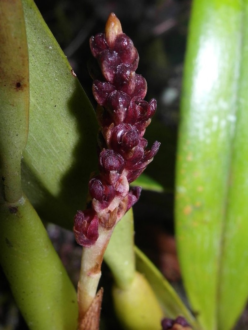 Bulbophyllum leptochlamys
