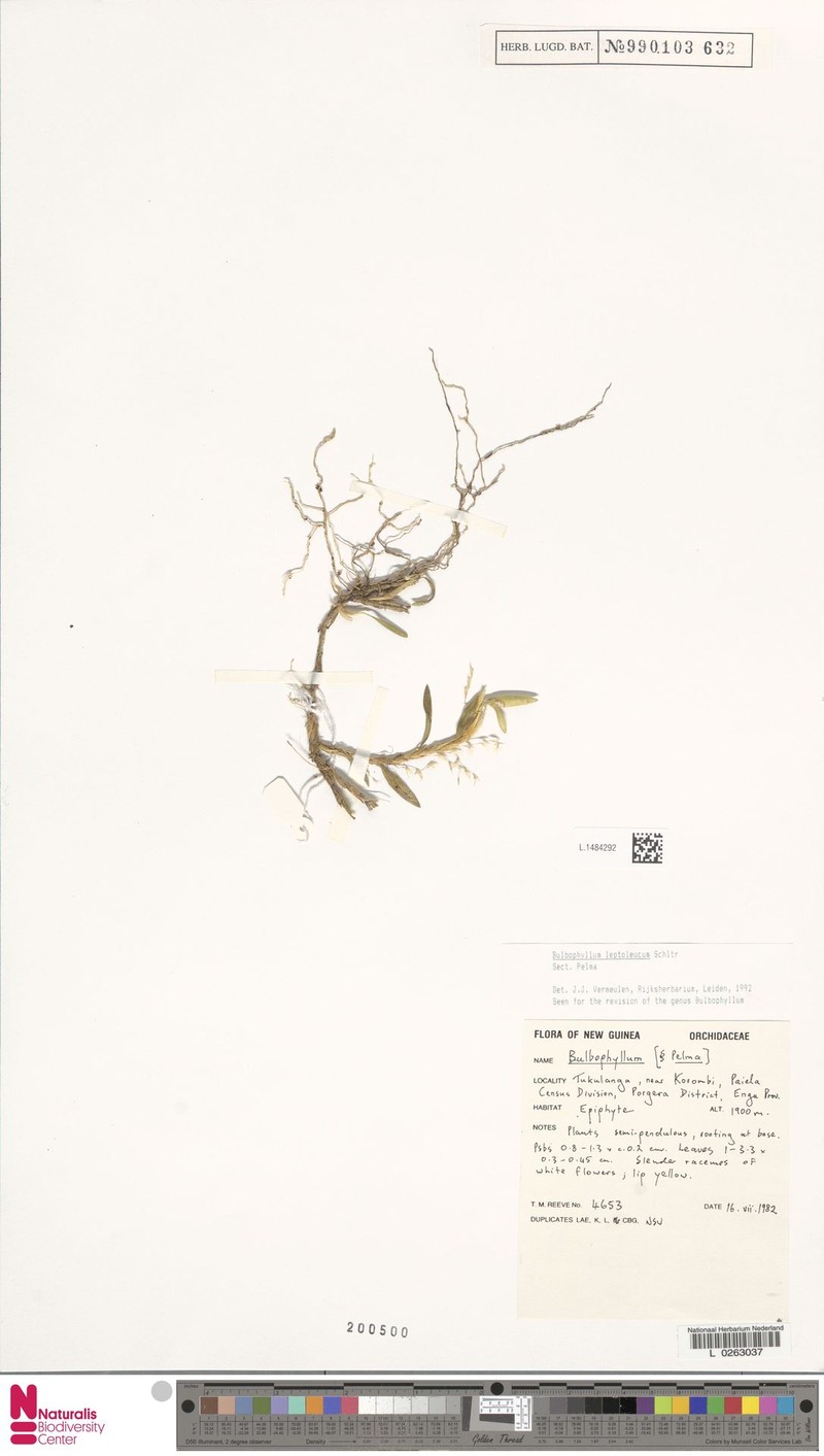 Bulbophyllum leptoleucum