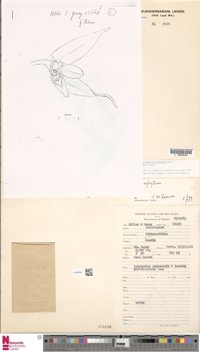 Bulbophyllum leptoleucum photo 2
