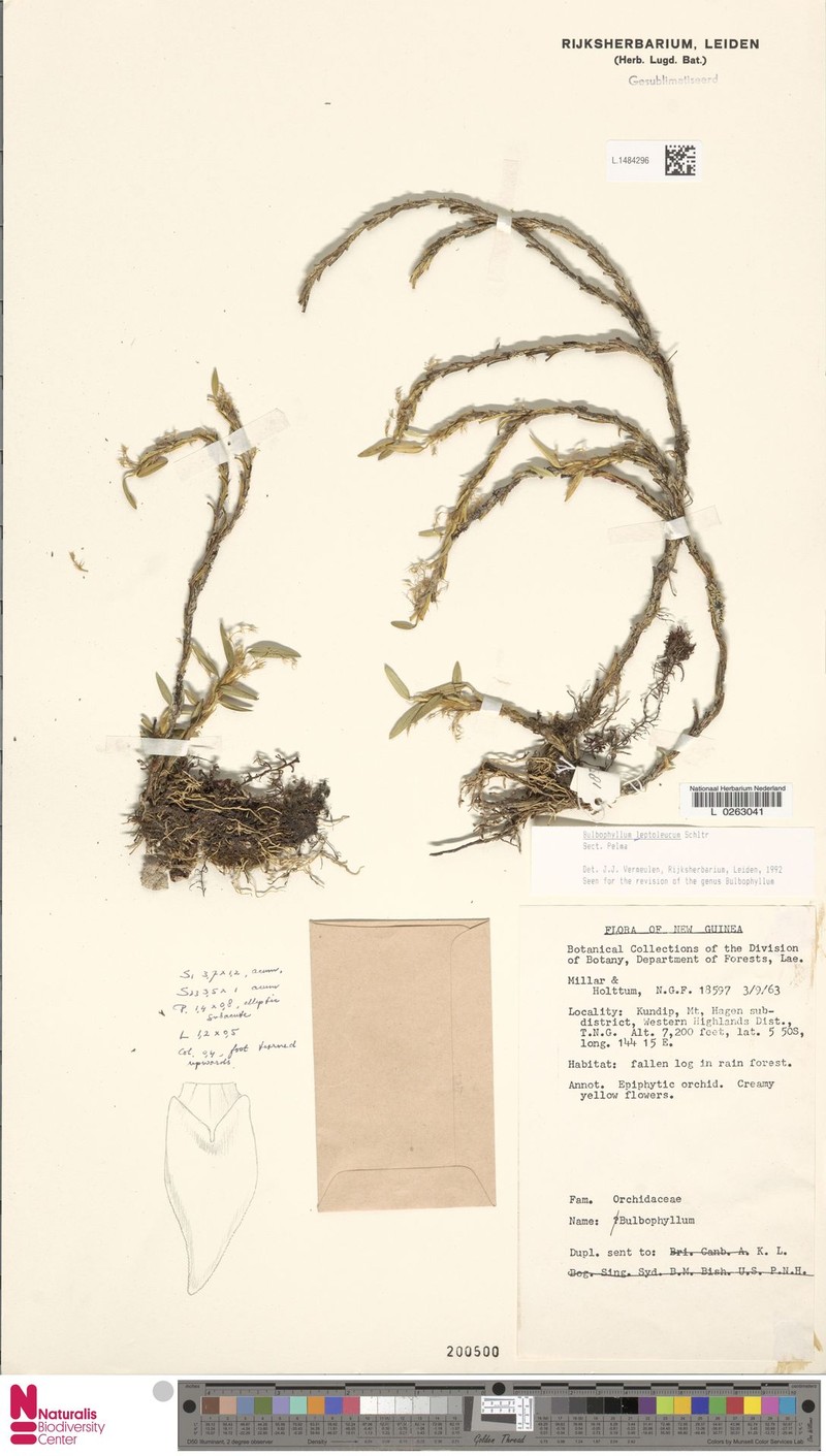 Bulbophyllum leptoleucum photo 3