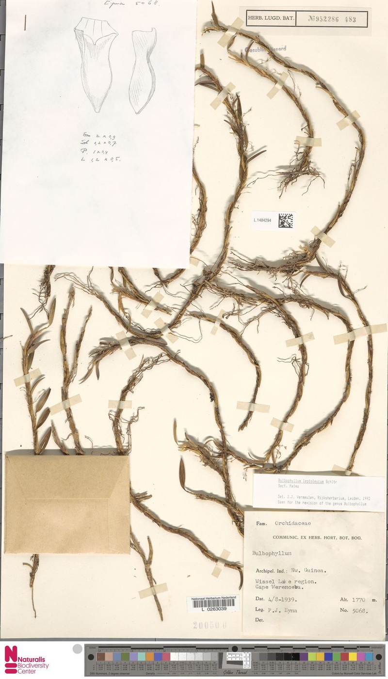 Bulbophyllum leptoleucum photo 4