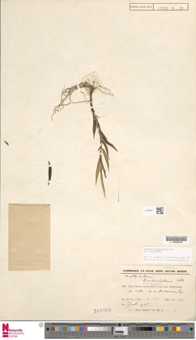 Bulbophyllum leptophyllum