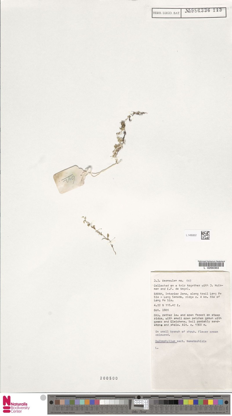 Bulbophyllum leptopus photo 2