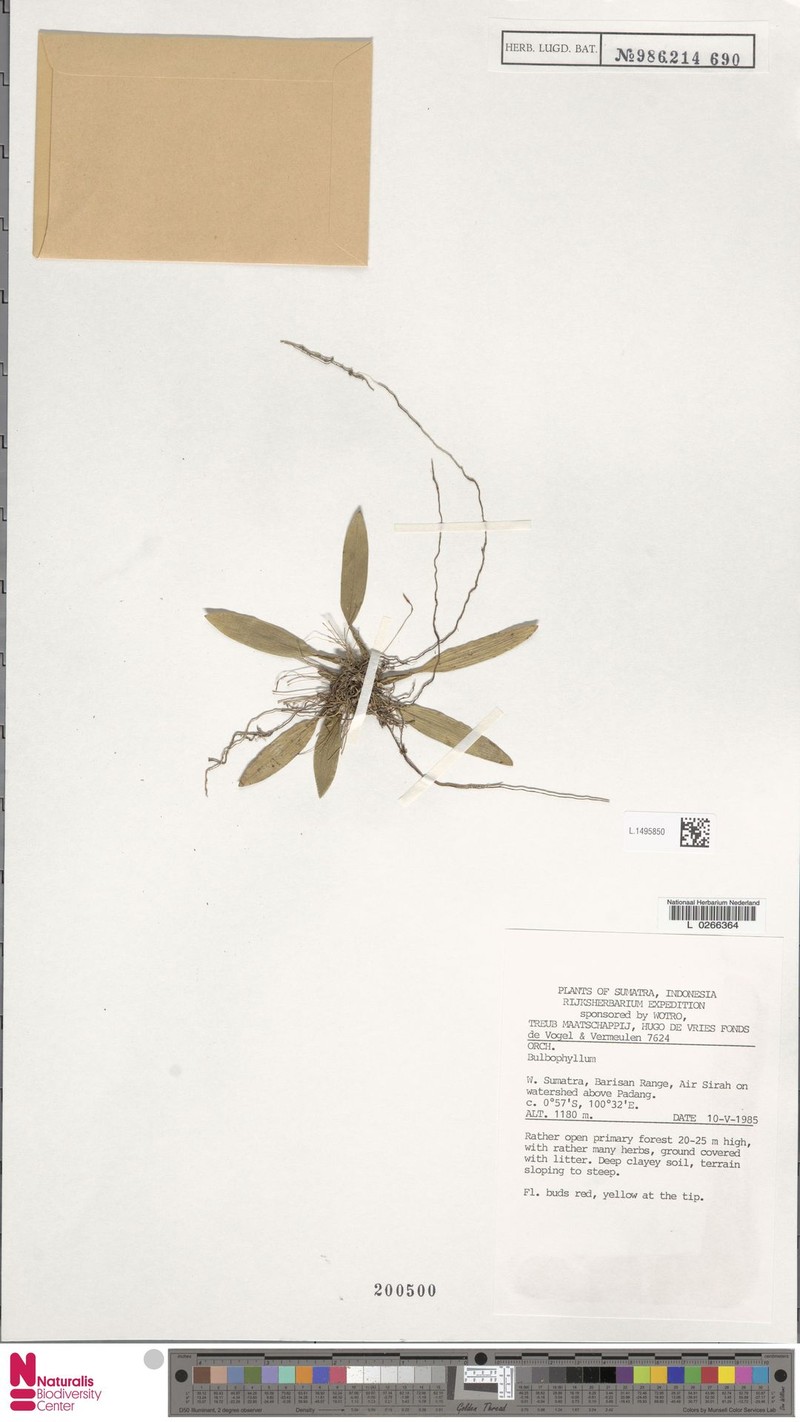 Bulbophyllum leptopus photo 3