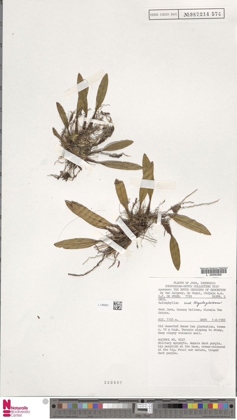 Bulbophyllum leptopus photo 4