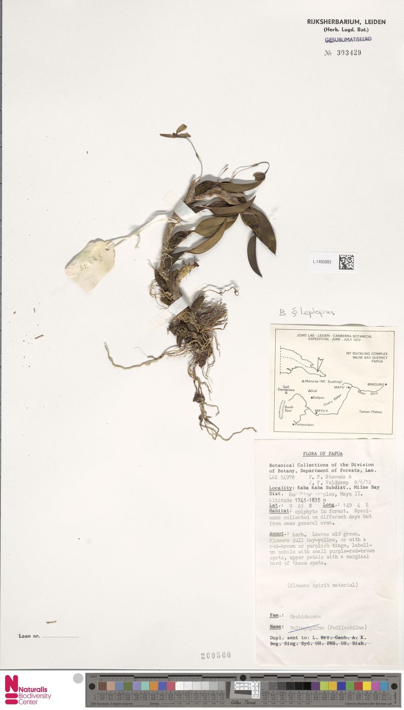 Bulbophyllum leptopus photo 5