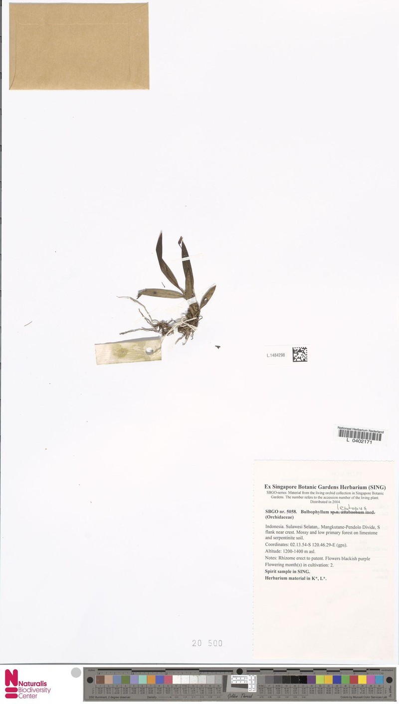 Bulbophyllum leptopus
