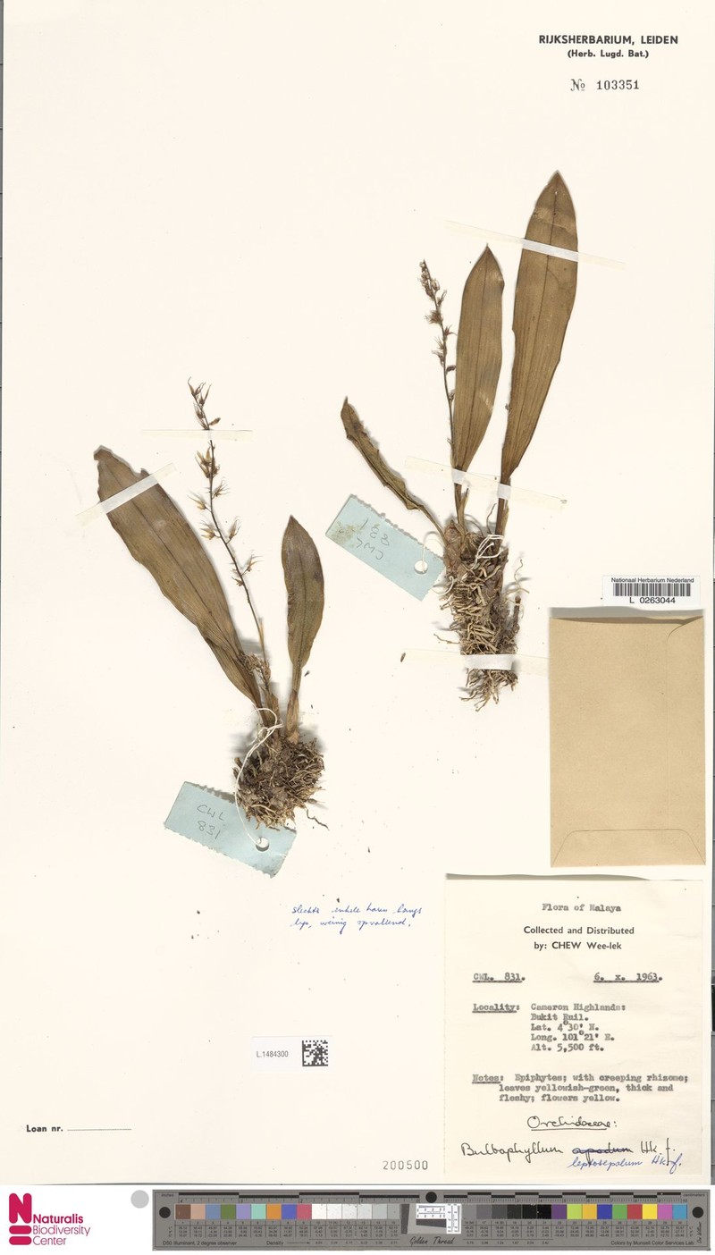 Bulbophyllum leptosepalum