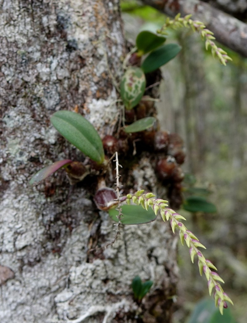 Bulbophyllum leptostachyum