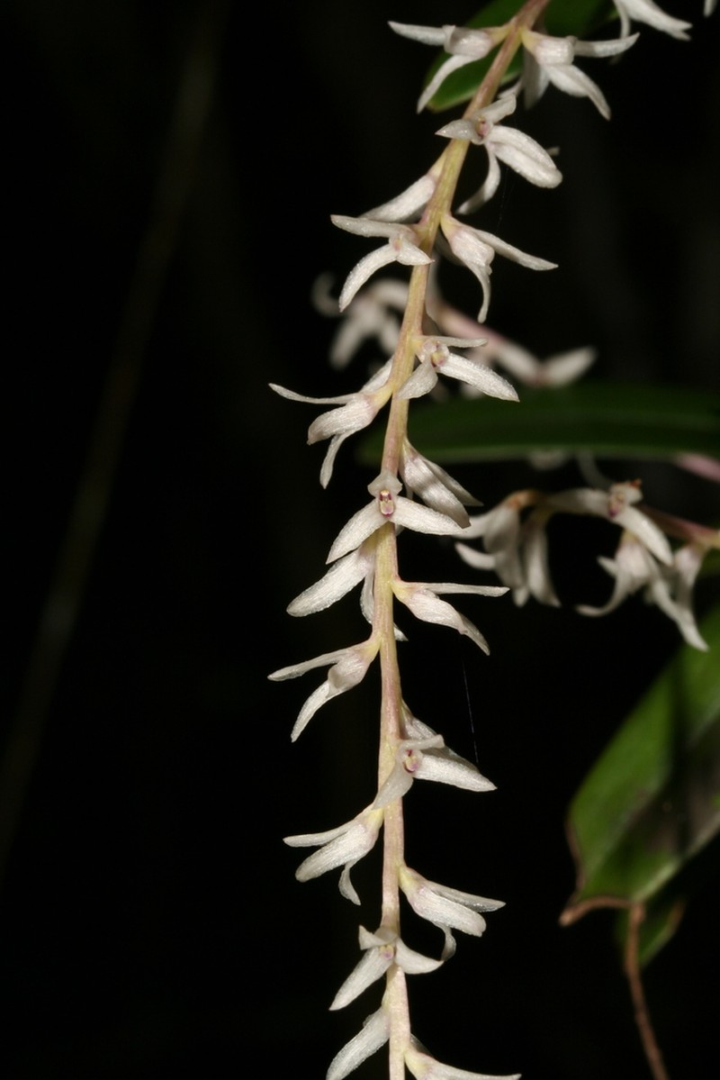 Bulbophyllum leptostachyum photo 2